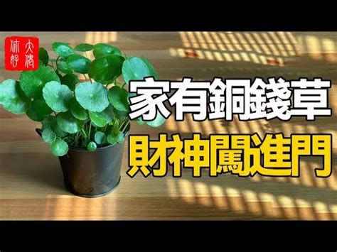 銅錢草玄關|【銅錢草玄關】銅錢草玄關擺放秘招！不僅旺財還有這些意想不到。